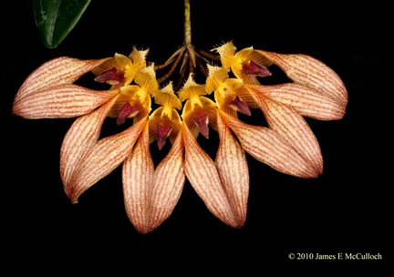 KOS - annual show orchid flier