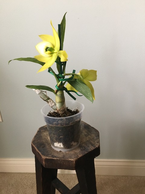 Cyc. Mass Confusion ’SVO’ x Cyc. warscewiczii ’SVO’ AM/AOS (Dick Humke)