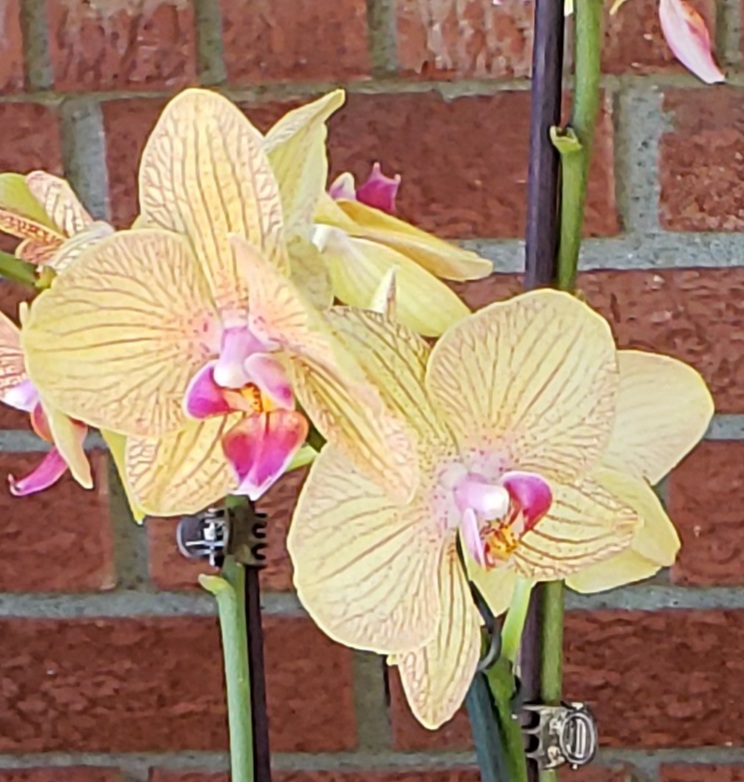 Phal. unknown (Jim Lardner)