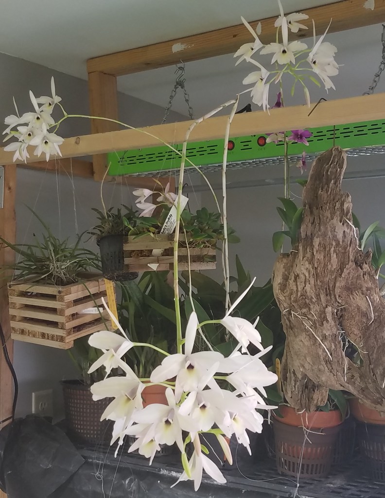 L. rubescens (aurea x alba) (Pam Larocco)