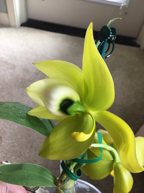 Cyc. Mass Confusion ’SVO’ x Cyc. warscewiczii ’SVO’ AM/AOS (Dick Humke)