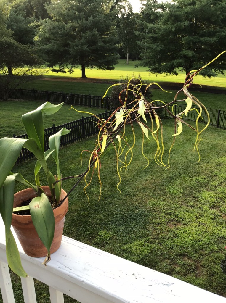 Odbrs. "Kenneth Bevin/ Santa Barbara (Heidi Boel)