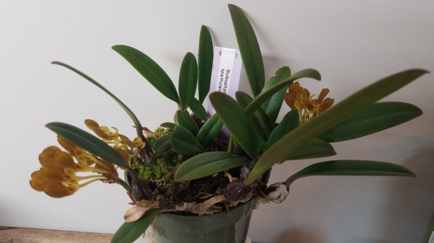 Bulbo. spathulatum (Pam LaRocco)