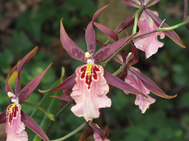 Alcra.  Sunday Best Muffin (Gwen Hartman)