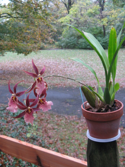 Alcra.  Sunday Best Muffin (Gwen Hartman)