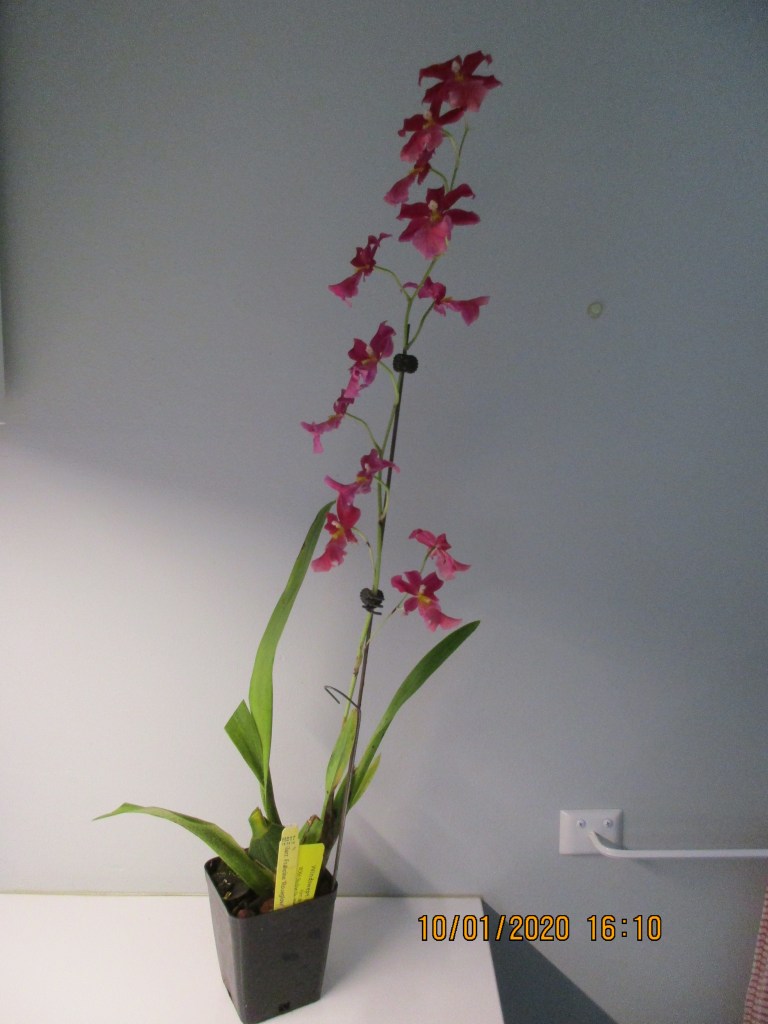 Burrageara Francine ‘Roseglow’ (Anne-Marie Blancquaert)