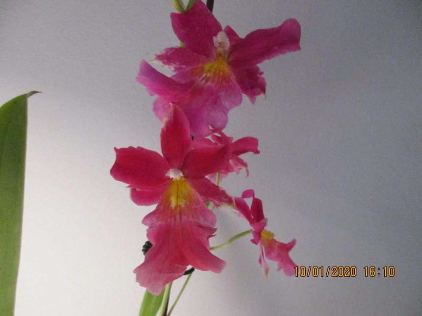 Burrageara Francine ‘Roseglow’ (Anne-Marie Blancquaert)