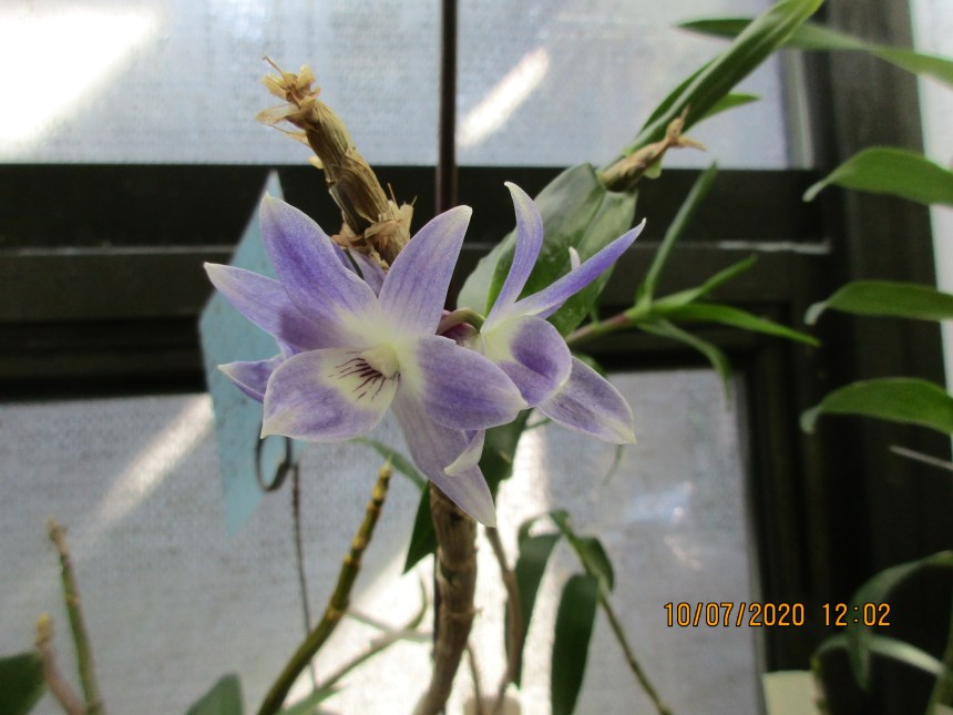 Dendrobium victoriae reginae (Anne-Marie Blancquaert)