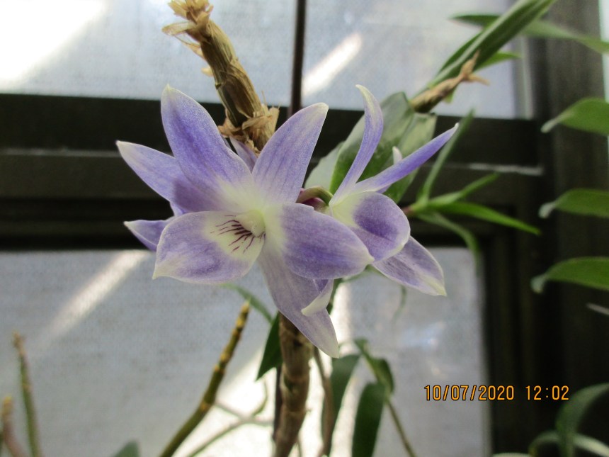Dendrobium victoriae reginae (Anne-Marie Blancquaert)