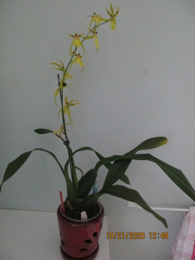 Alcra Pacific Nova ‘Pacific Heights’ HCC/AOS (Anne-Marie Blancquaert)