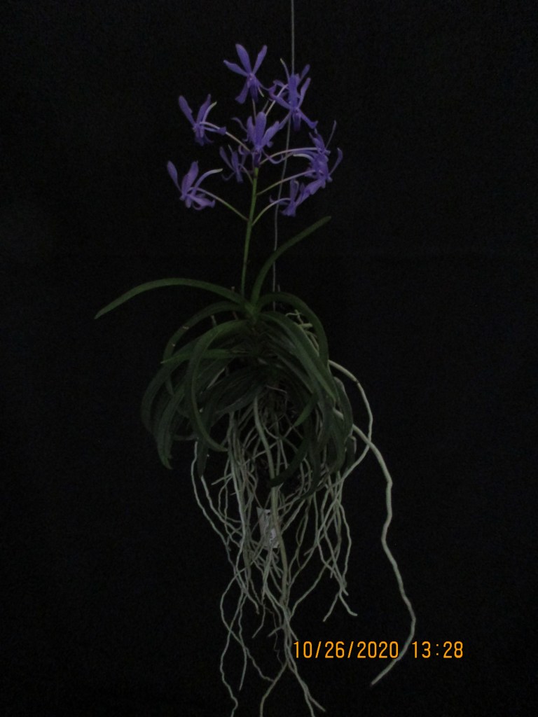 Vandachostylis Charm “Blue Star” (Anne-Marie Blancquaert)