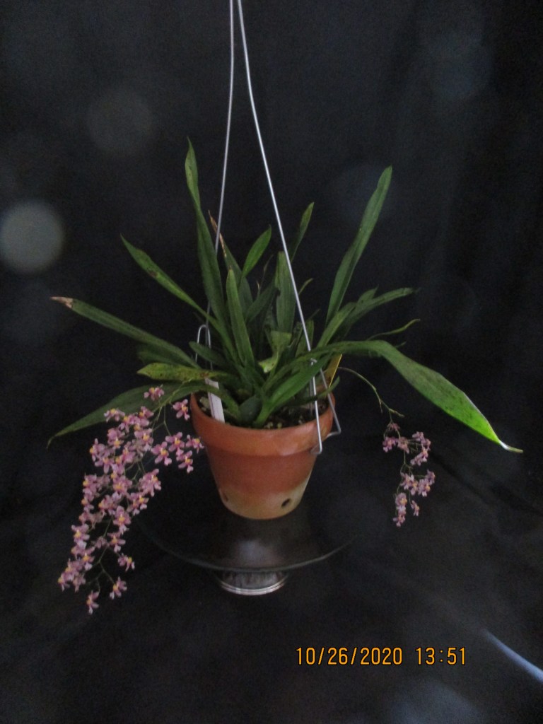Oncidium ornithorhynchum (Anne-Marie Blancquaert)