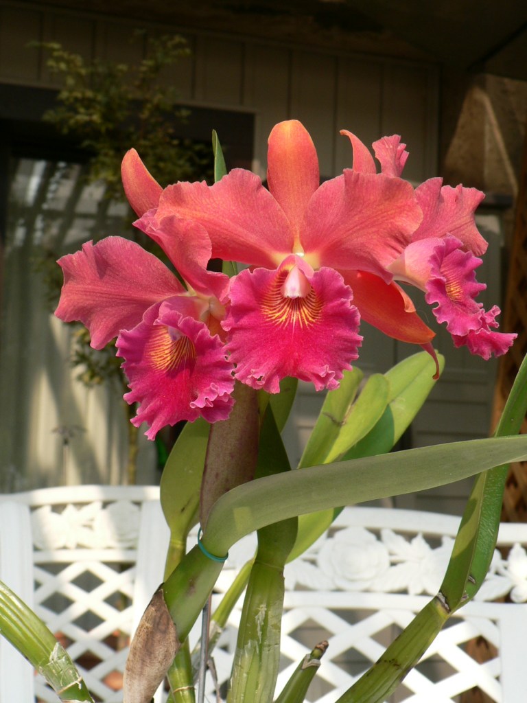 Pot. Regal Red ‘Paradise’ (Gloria Teague)