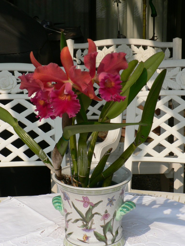 Pot. Regal Red ‘Paradise’ (Gloria Teague)