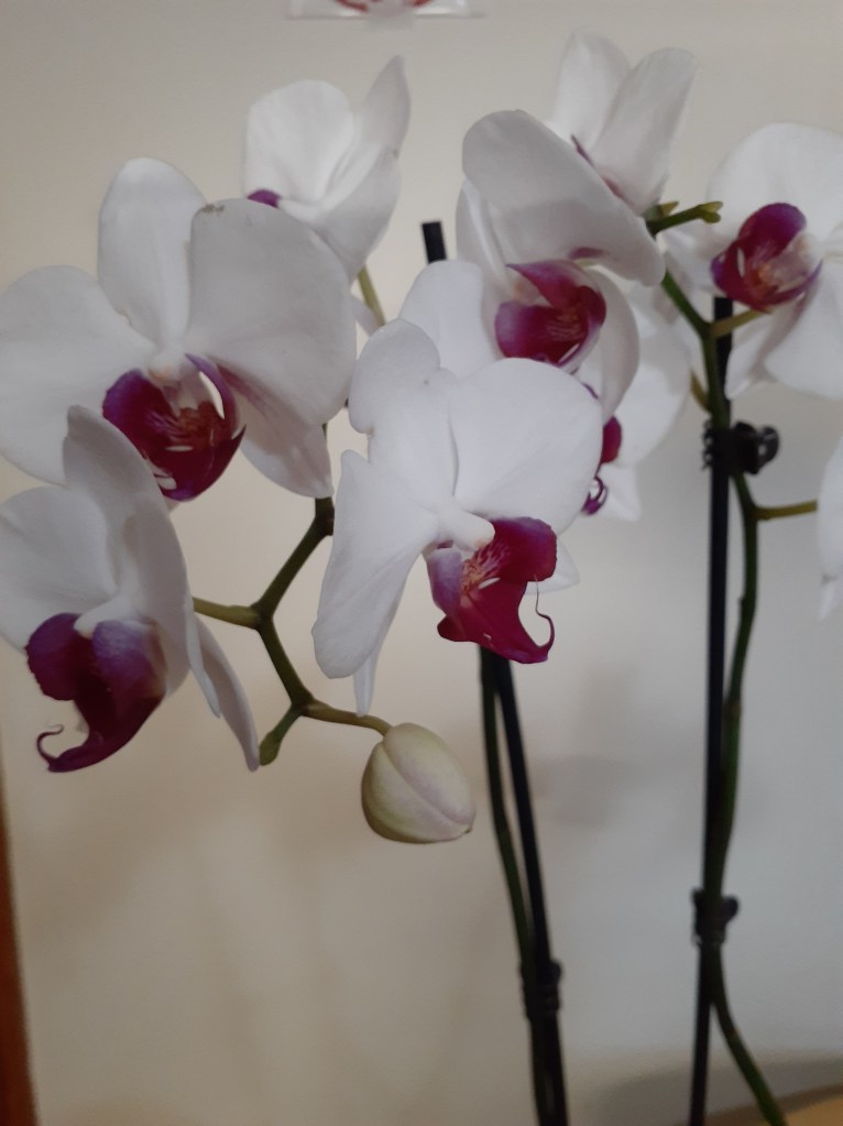 Phal. unknown (Janet Crafts)