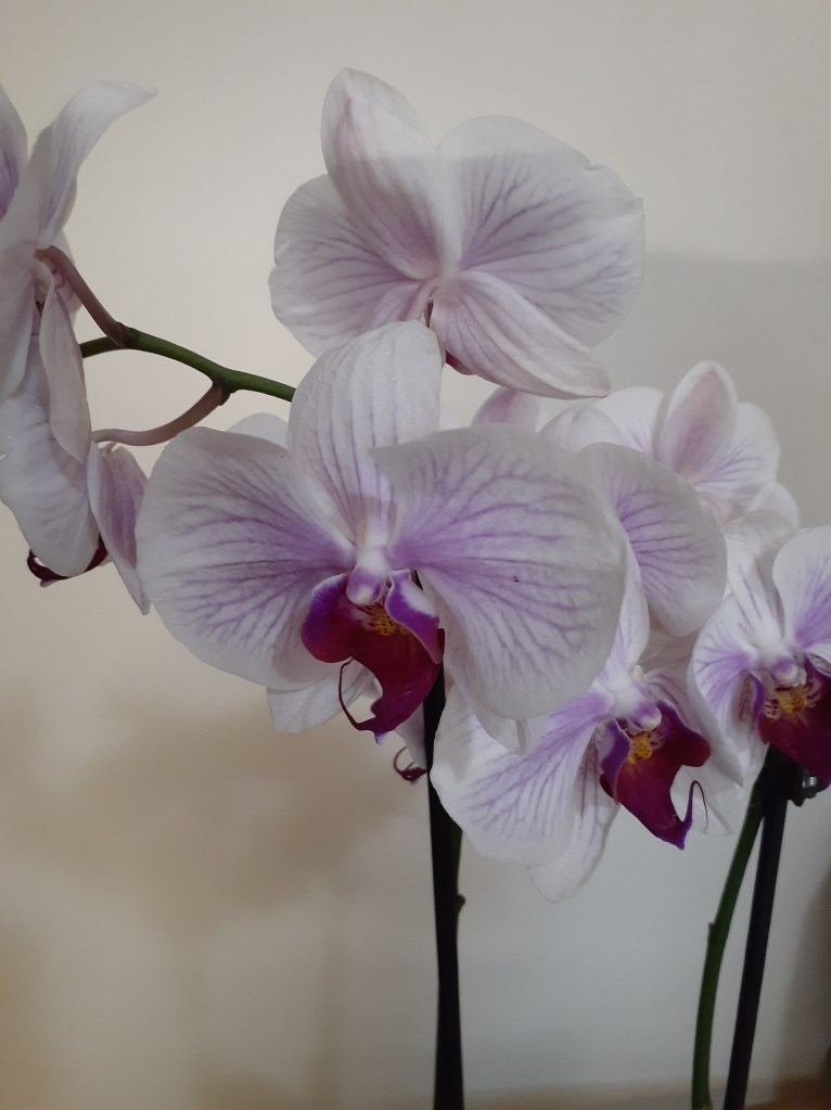 Phal. unknown (Janet Crafts)