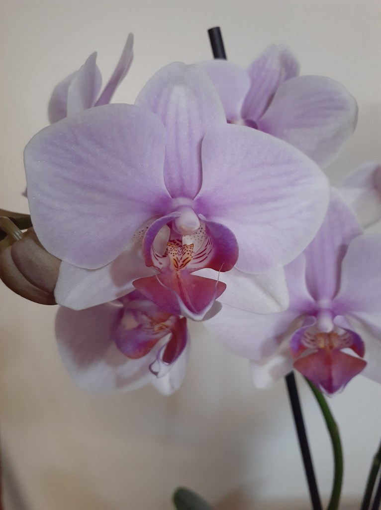 Phal. unknown (Janet Crafts)