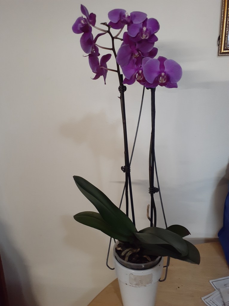 Phal. unknown (Janet Crafts)
