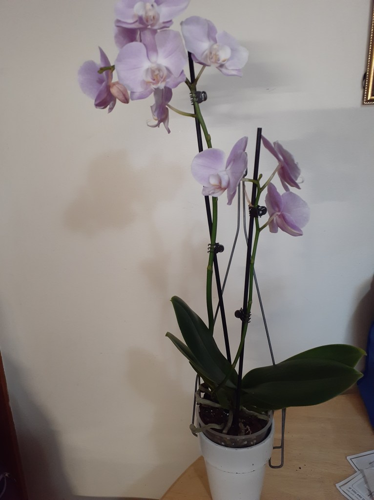 Phal. unknown (Janet Crafts)