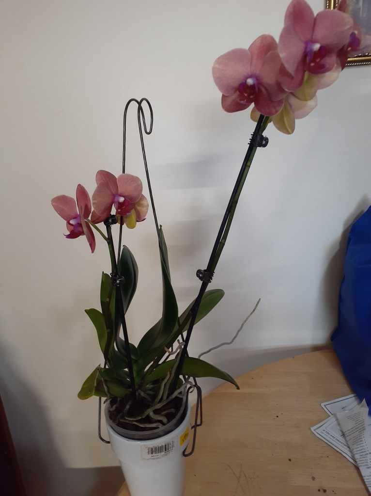 Phal. unknown (Janet Crafts)