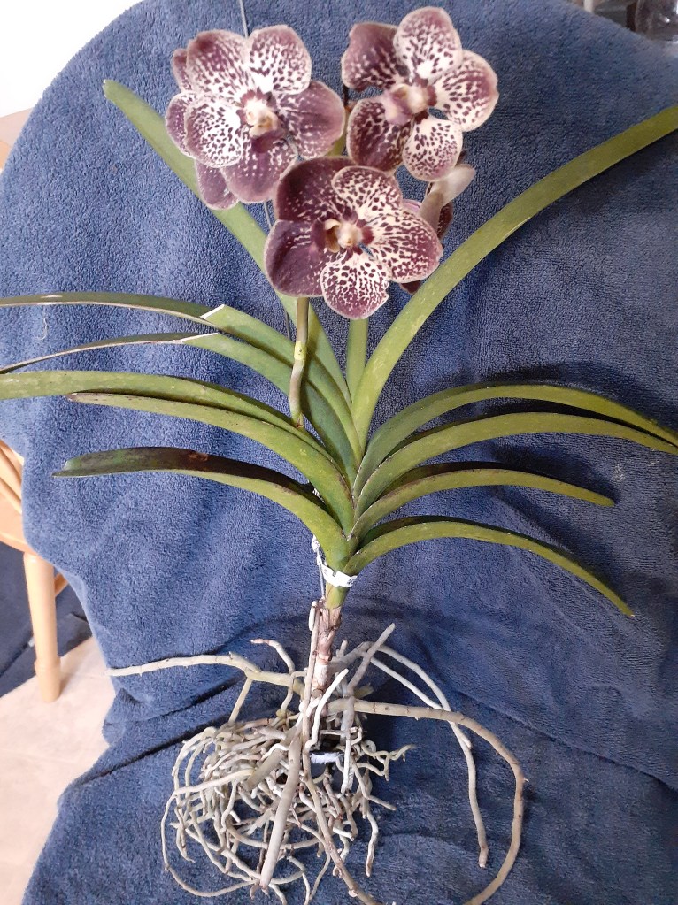 Vanda unknown (Janet Crafts)