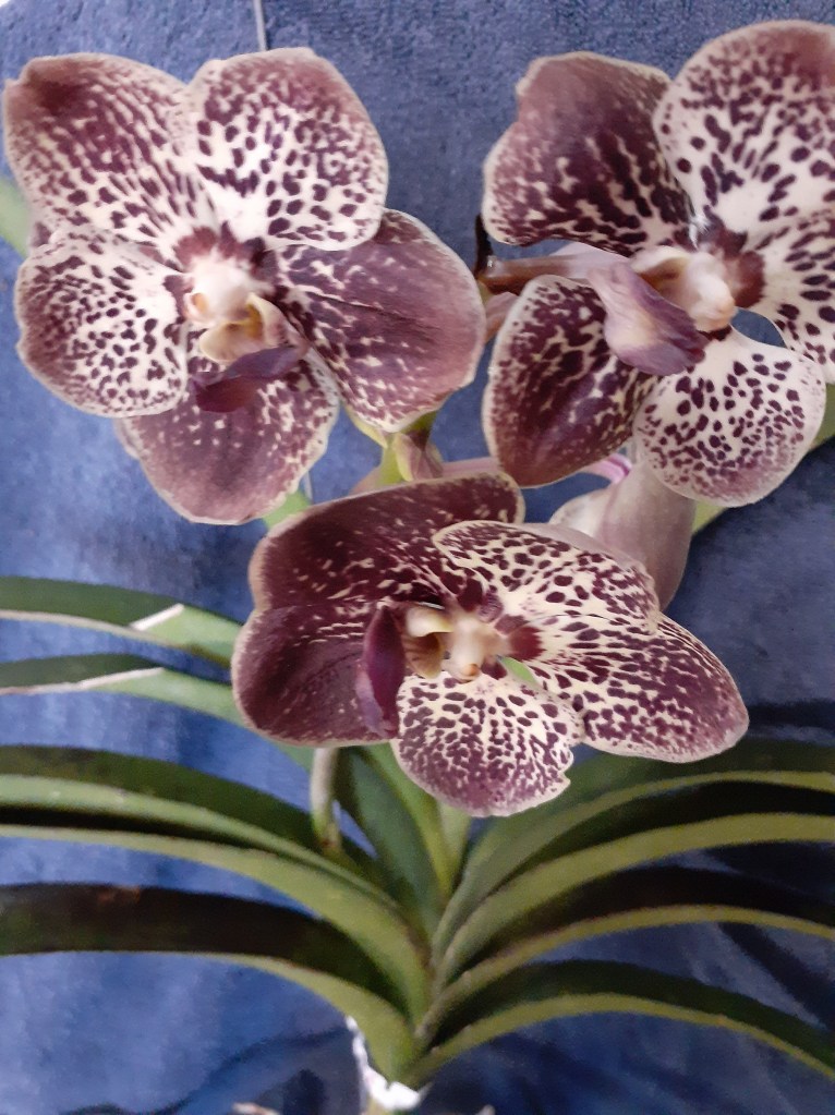 Vanda unknown (Janet Crafts)