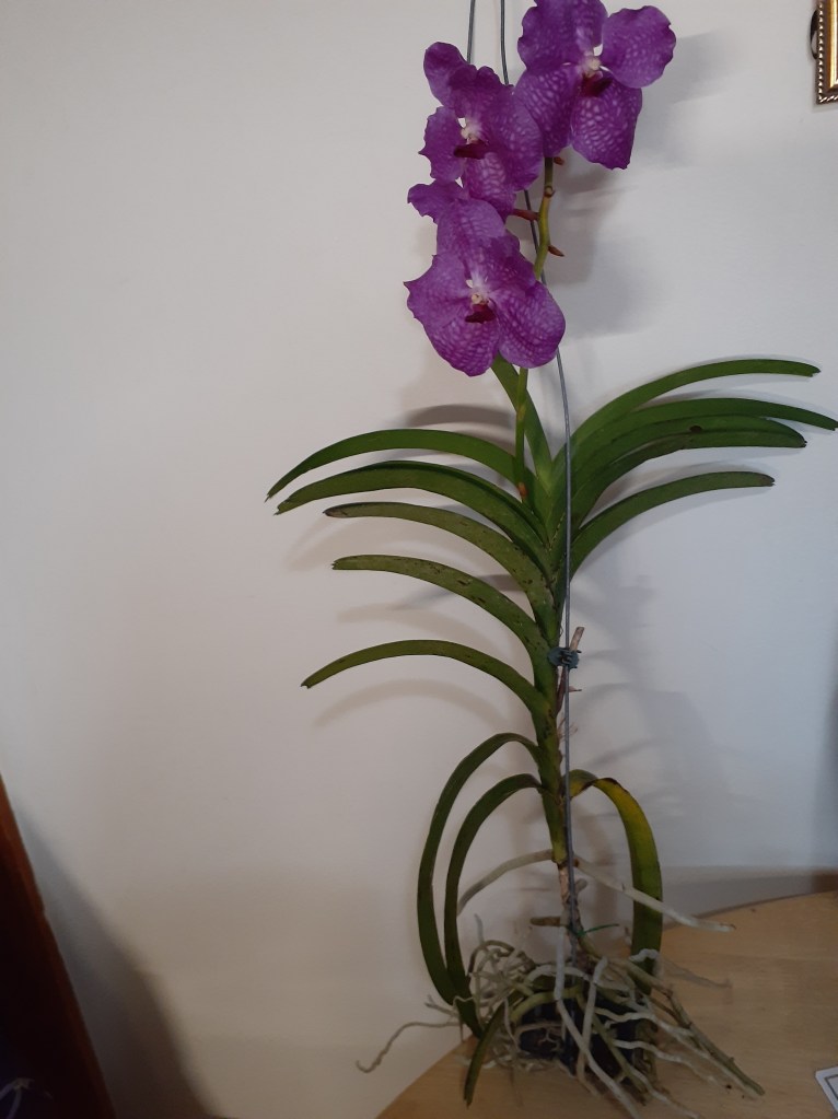 Vanda unknown (Janet Crafts)