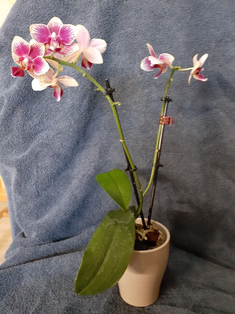 Unk mini-Phal (Janet Crafts)