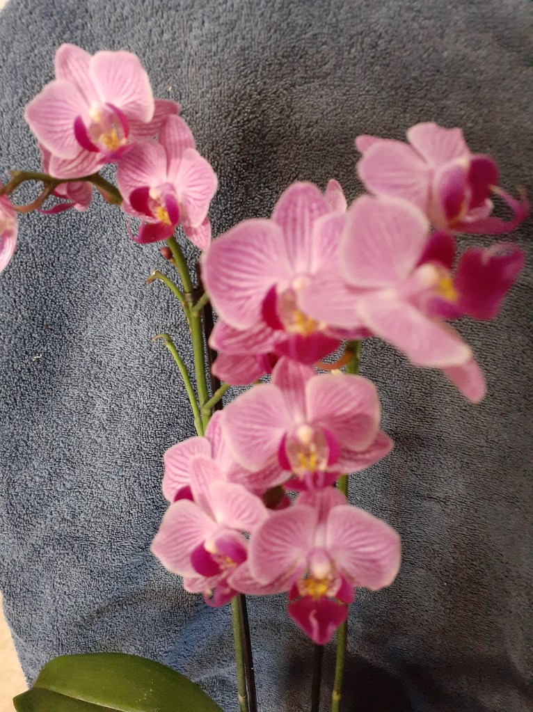 Unk mini-Phal (Janet Crafts)