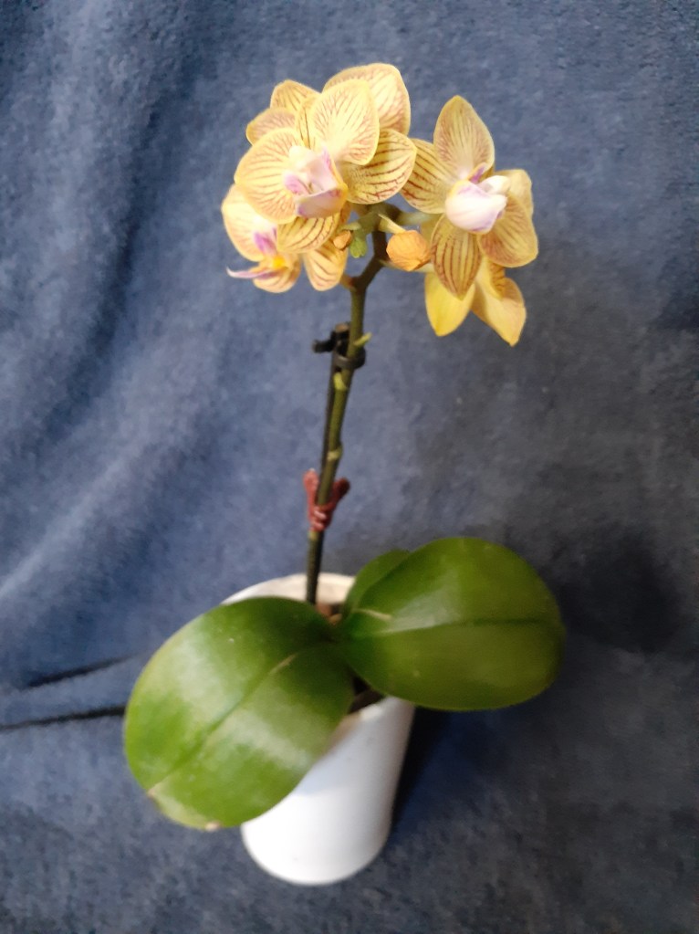 Unk mini-Phal (Janet Crafts)