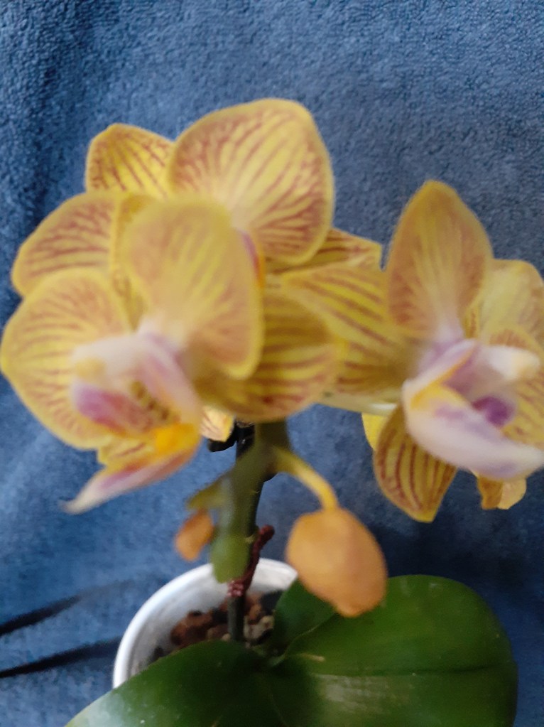 Unk mini-Phal (Janet Crafts)