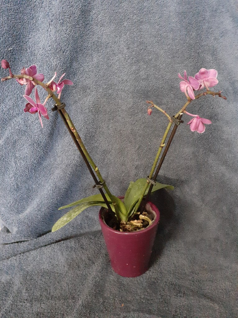 Unk mini-Phal (Janet Crafts)