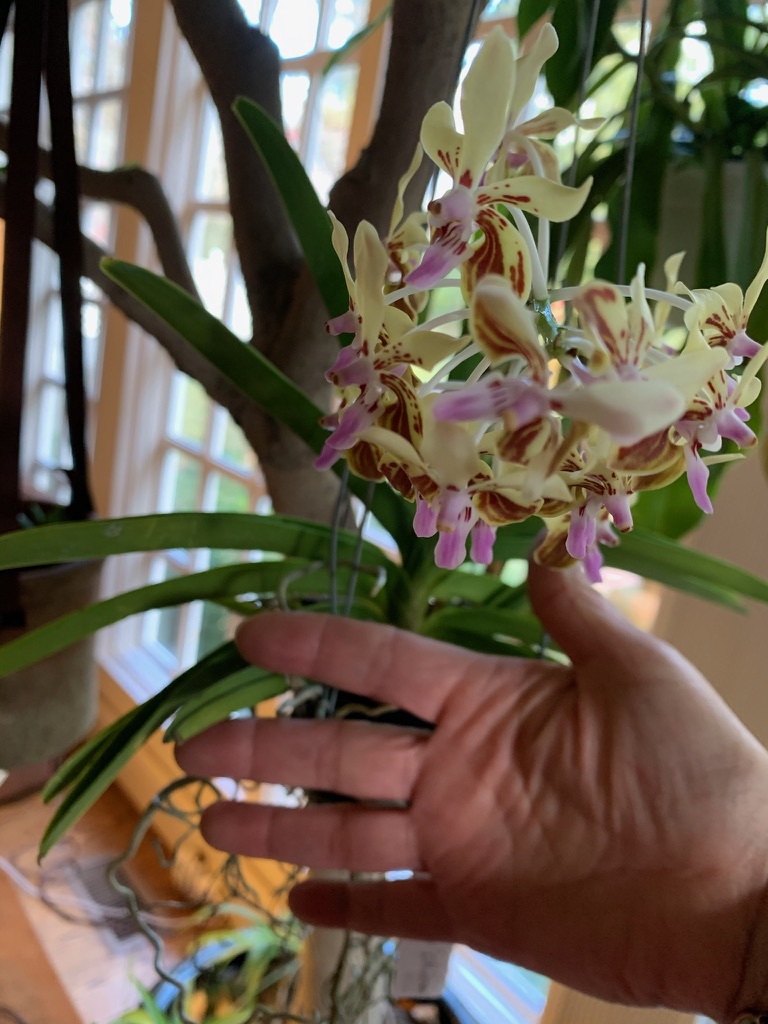 Vanda lamellata 'Okinawa' (Carla Cates)