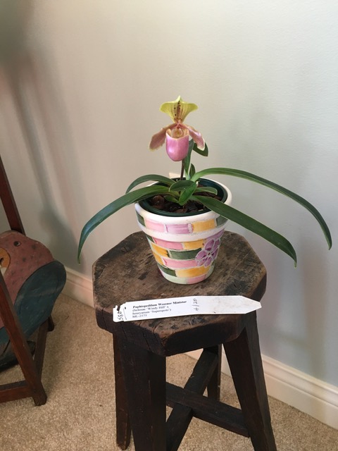 Paph. Wõssner Ministar (helenae ‘Windy Hill’ x henryanum ’Superspots’) (Dick Humke)