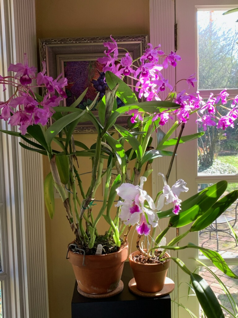 C. bowringiana and C. lab oats (Carla Cates)