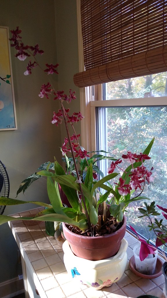 Sharry Baby (Linda Solley-Kanipe)