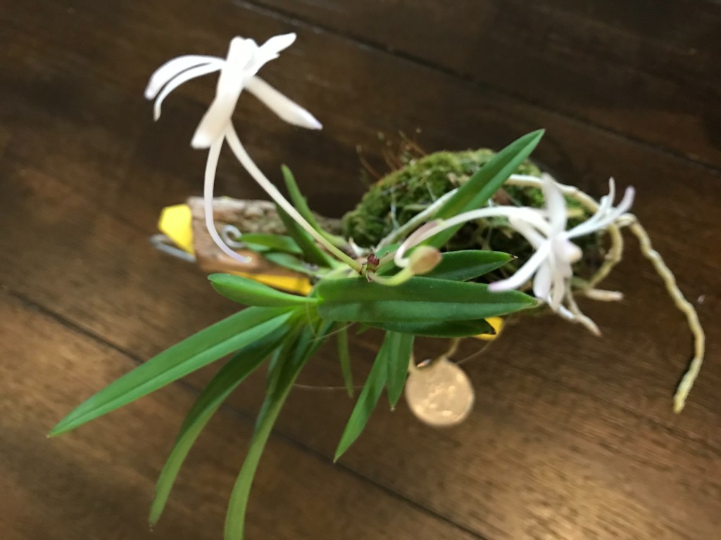 Neofinetia falcata (Pink shower x Lavender)(Debbie Hanna)