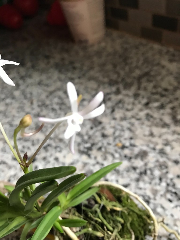 Neofinetia falcata (Pink shower x Lavender) (Debbie Hanna)