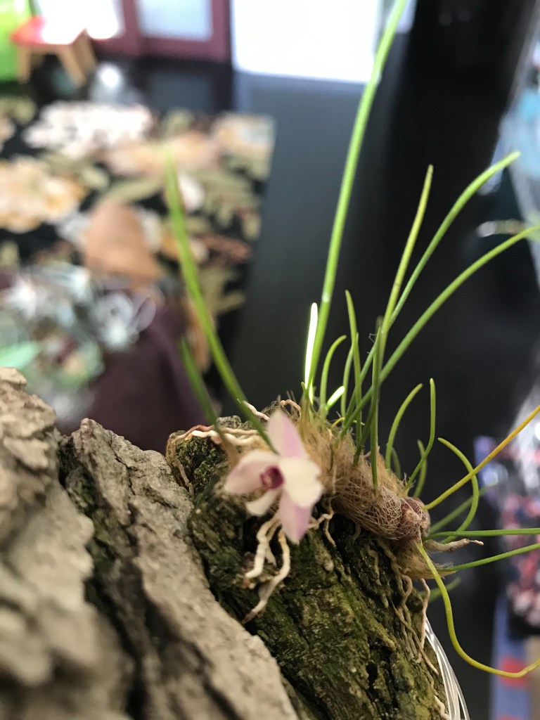 Isabellae virginalis (Debbie Hanna)