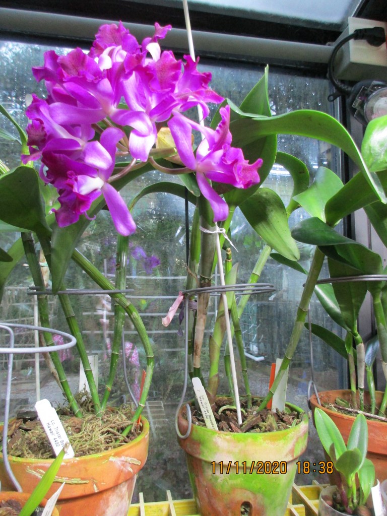 Lc. Tristar Bouquet ‘Hawaii’ (Anne-Marie Blancquaert)